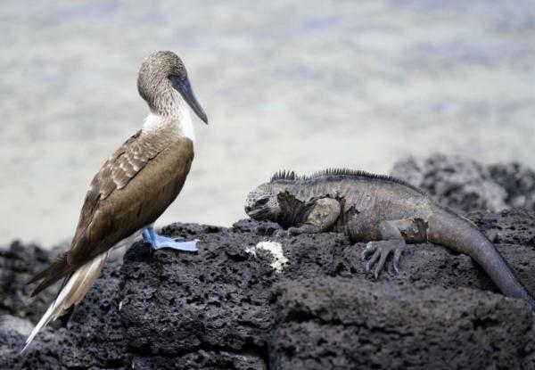 加拉帕戈斯群岛将再引入12种动物