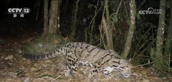 玉龙雪山生态环境不断优化 古老森林焕发旺盛生机与活力