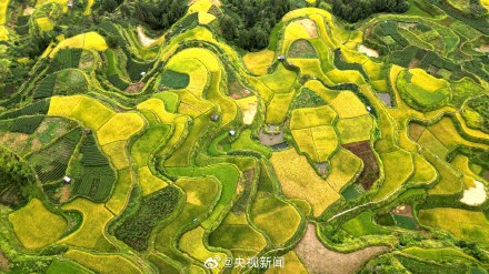 转存美景!广西梯田一眼治愈强迫症 转存美景!广西梯田一眼治愈强迫症