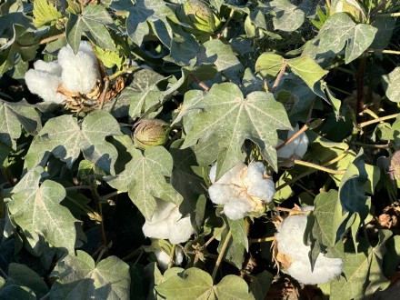 阿克苏地区沙雅县：算好节水账，迈向现代农业