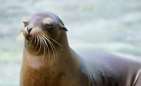 加拉帕戈斯群岛将再引入12种动物