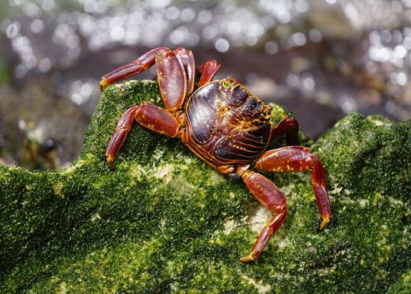加拉帕戈斯群岛将再引入12种动物