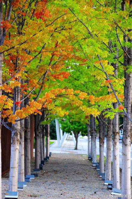 北京世园公园第三届红叶生态文化节开幕，两条专赏路线推出