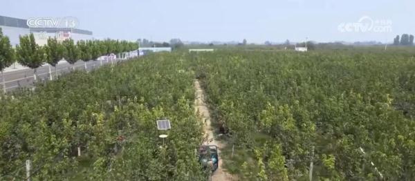 两季有鲜果、四季有产品 小酥梨带动当地果蔬冷链产业发展 两季有鲜果、四季有产品 小酥梨带动当地果蔬冷链产业发展