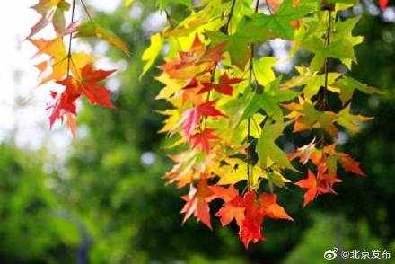 北京世园公园第三届红叶生态文化节开幕，两条专赏路线推出