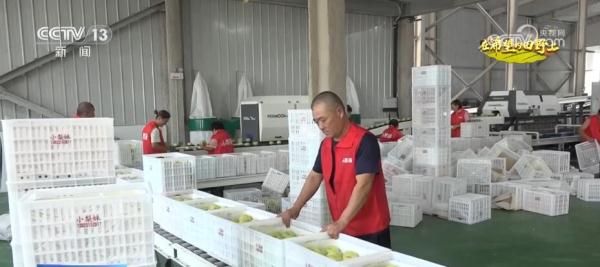两季有鲜果、四季有产品 小酥梨带动当地果蔬冷链产业发展 两季有鲜果、四季有产品 小酥梨带动当地果蔬冷链产业发展