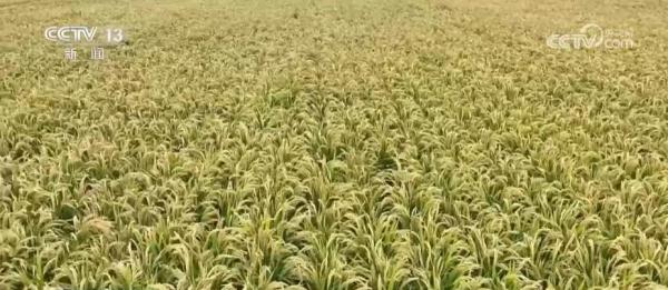 “稻田养蟹”一地双收 昔日“不毛之地”变身今日“鱼米之乡”