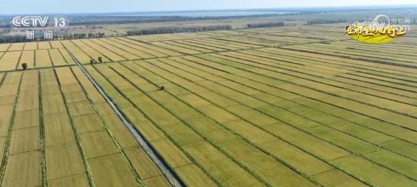 农作物生长形势明显好于常年 辽宁多举措支撑粮食稳产增产