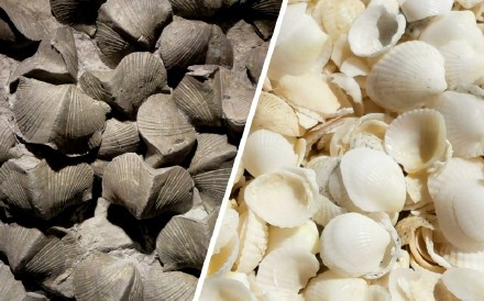 科学家解码2.52亿年前海洋生物转换之谜