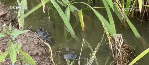 “稻田养蟹”一地双收 昔日“不毛之地”变身今日“鱼米之乡”
