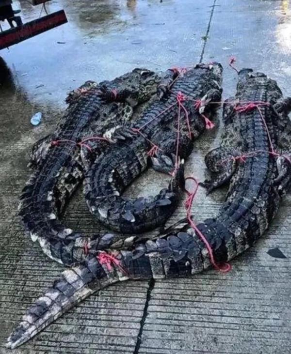 广东一养殖场70多条鳄鱼出逃 当地回应：尽量不要出门
