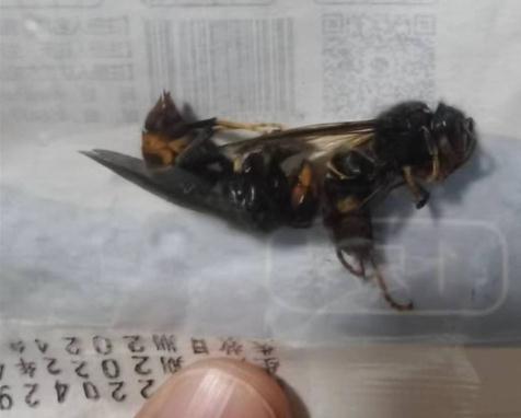 重庆某医院急诊科40天接诊超30例蜂蜇伤 其中一人被蜇进ICU