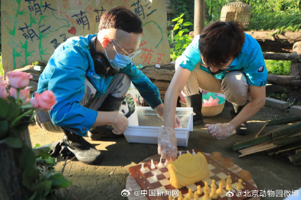 大熊猫萌萌生日快乐