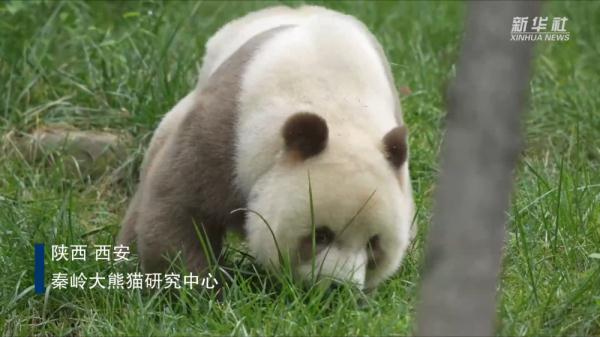 棕色大熊猫“七仔”吃草“换口味”