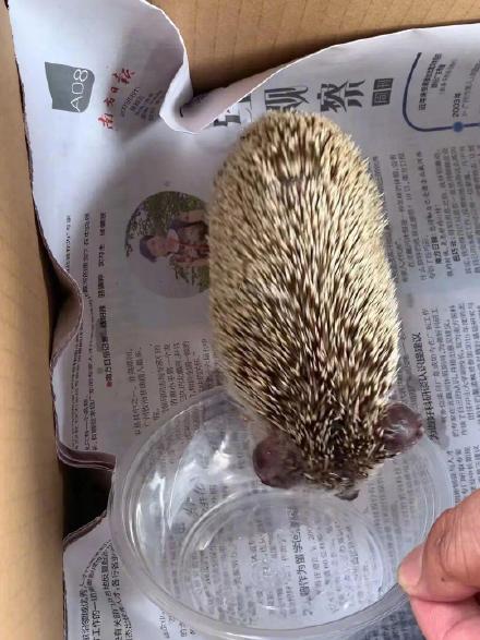广州海珠广场草丛中的小家伙逮到了：确认系非洲刺猬，疑为被人放生