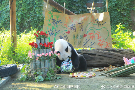 大熊猫萌萌生日快乐