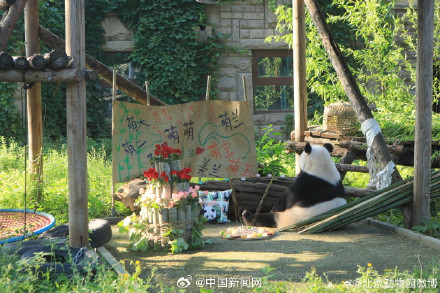 大熊猫萌萌生日快乐