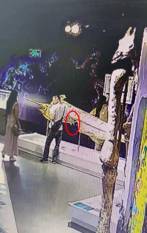 标本肋骨被掰断，一博物馆决定不再修了！