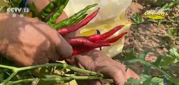辣椒产业链发射带动相近村落栽种辣椒 促进农业增效和农民增收