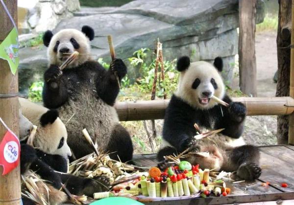 重庆动物园大熊猫龙凤胎2岁了，上千名游客现场帮他们庆生！