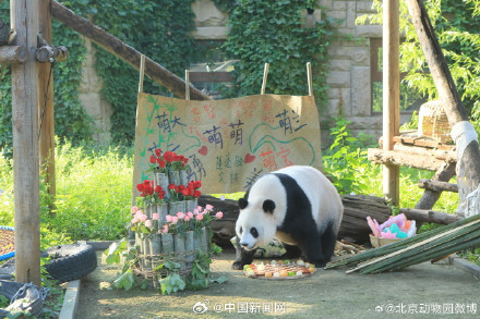 大熊猫萌萌生日快乐