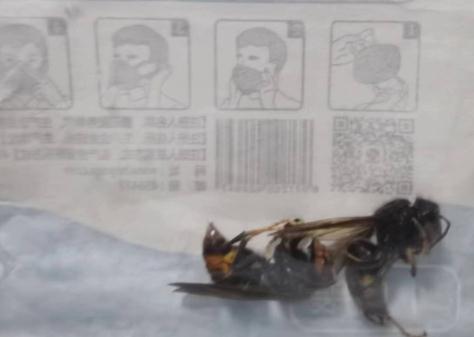 重庆某医院急诊科40天接诊超30例蜂蜇伤 其中一人被蜇进ICU