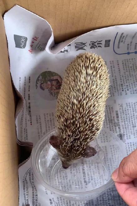 广州海珠广场草丛中的小家伙逮到了：确认系非洲刺猬，疑为被人放生