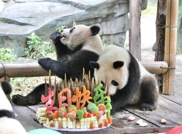 重庆动物园大熊猫龙凤胎2岁了，上千名游客现场帮他们庆生！