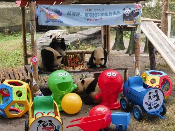 重庆动物园大熊猫龙凤胎2岁了，上千名游客现场帮他们庆生！