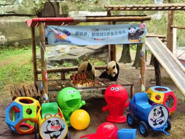 重庆动物园大熊猫龙凤胎2岁了，上千名游客现场帮他们庆生！