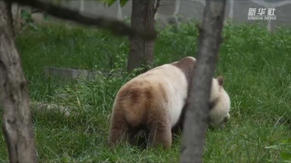 棕色大熊猫“七仔”吃草“换口味”