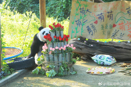 大熊猫萌萌生日快乐