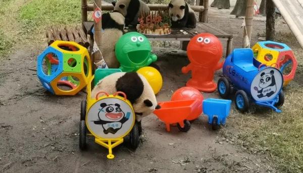 重庆动物园大熊猫龙凤胎2岁了，上千名游客现场帮他们庆生！