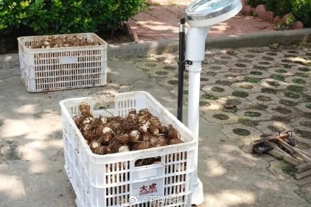 1夜偷挖700斤芋头!这俩盗贼被民警村民夸赞勤奋 1夜偷挖700斤芋头!这俩盗贼被民警村民夸赞勤奋