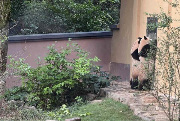 这对明星还是“分居”了!原因竟是...... 这对明星还是“分居”了!原因竟是......