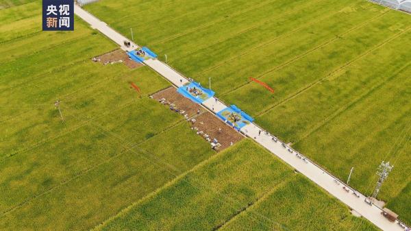 亩产1186公斤！距离袁爷爷1200公斤目标又近了一步