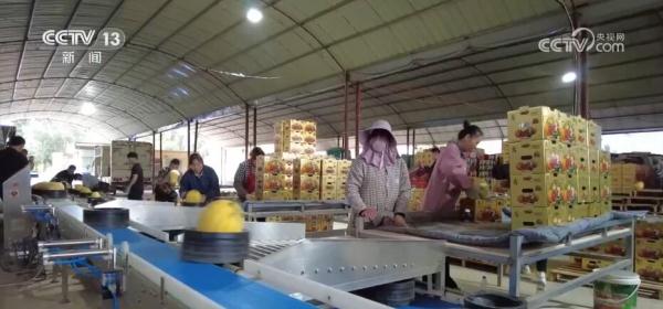 东西部协作结硕果 千亩赤金西瓜变身增收“金果果”