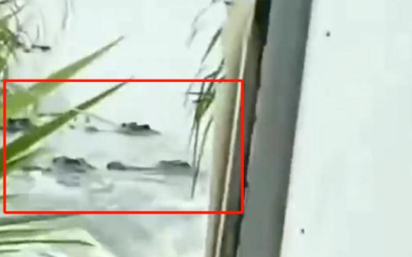 养殖场内涝围墙坍塌,鳄鱼跑了!出动千人搜捕,已抓回36条 养殖场内涝围墙坍塌,鳄鱼跑了!出动千人搜捕,已抓回36条