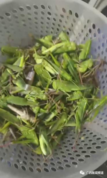 男子吃蚂蚱引起休克？紧急送医抢救