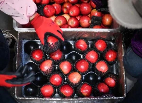 水果表面的白霜和蜡质,要不要洗?可以吃吗? 水果表面的白霜和蜡质,要不要洗?可以吃吗?