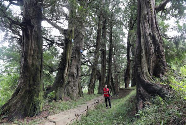 广元翠云廊古柏护林员:像守护亲人一样守护古柏 广元翠云廊古柏护林员:像守护亲人一样守护古柏