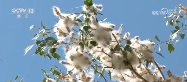 塔克拉玛干沙漠450万亩胡杨树进入落种期