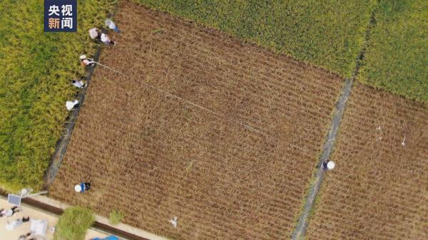 亩产1186公斤！距离袁爷爷1200公斤目标又近了一步