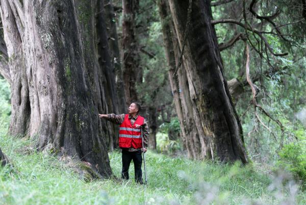 广元翠云廊古柏护林员:像守护亲人一样守护古柏 广元翠云廊古柏护林员:像守护亲人一样守护古柏