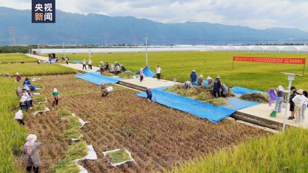 亩产1186公斤！距离袁爷爷1200公斤目标又近了一步