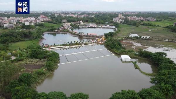 广东鳄鱼暴雨中出逃，已抓回36条