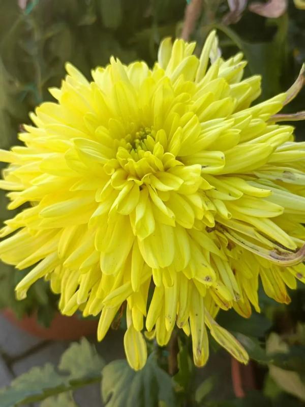 东北三省规模最大菊花展15日将在两个展区同时开幕