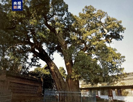 厉害了！全国仅存5株5000年以上古树都在陕西