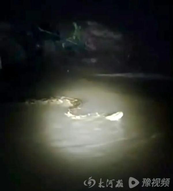 河南周口一河中发现巨型“长虫”?当地回应 河南周口一河中发现巨型“长虫”?当地回应