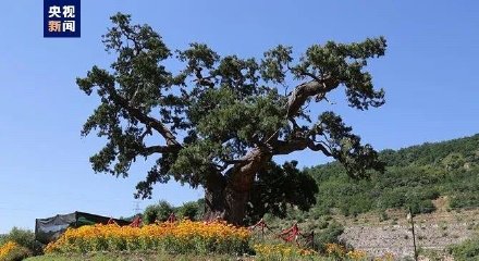 厉害了！全国仅存5株5000年以上古树都在陕西